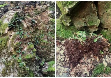 Установиха сериозни щети по защитено растение край Горнослав! РИОСВ сезира прокуратура