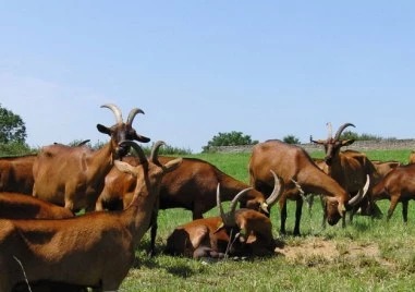 В разгара на епидемия от шарка: Фермер от Пловдивско отказа да умъртвят козите му, съди БАБХ