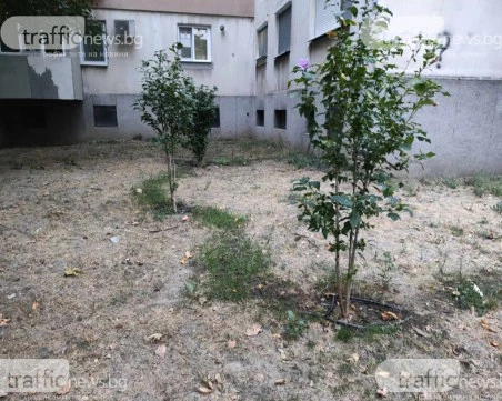 Специалисти с критика към кмета на Пловдив: Озеленяването се прави „на парче