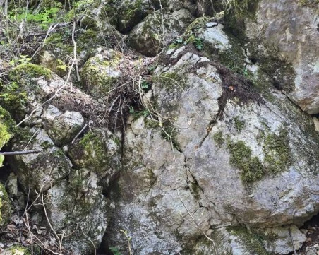 Унищожени са стотици силивряци над Горнослав! Местни подозират умишлено изтръгване