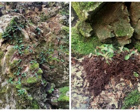 Установиха сериозни щети по защитено растение край Горнослав! РИОСВ сезира прокуратура