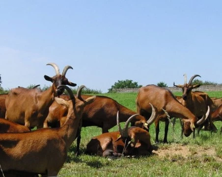 В разгара на епидемия от шарка: Фермер от Пловдивско отказа да умъртвят козите му, съди БАБХ