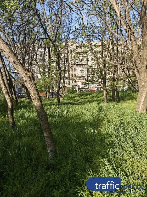Из пловдивските джунгли: Кучета се губят сред треви, деца играят сред кърлежи