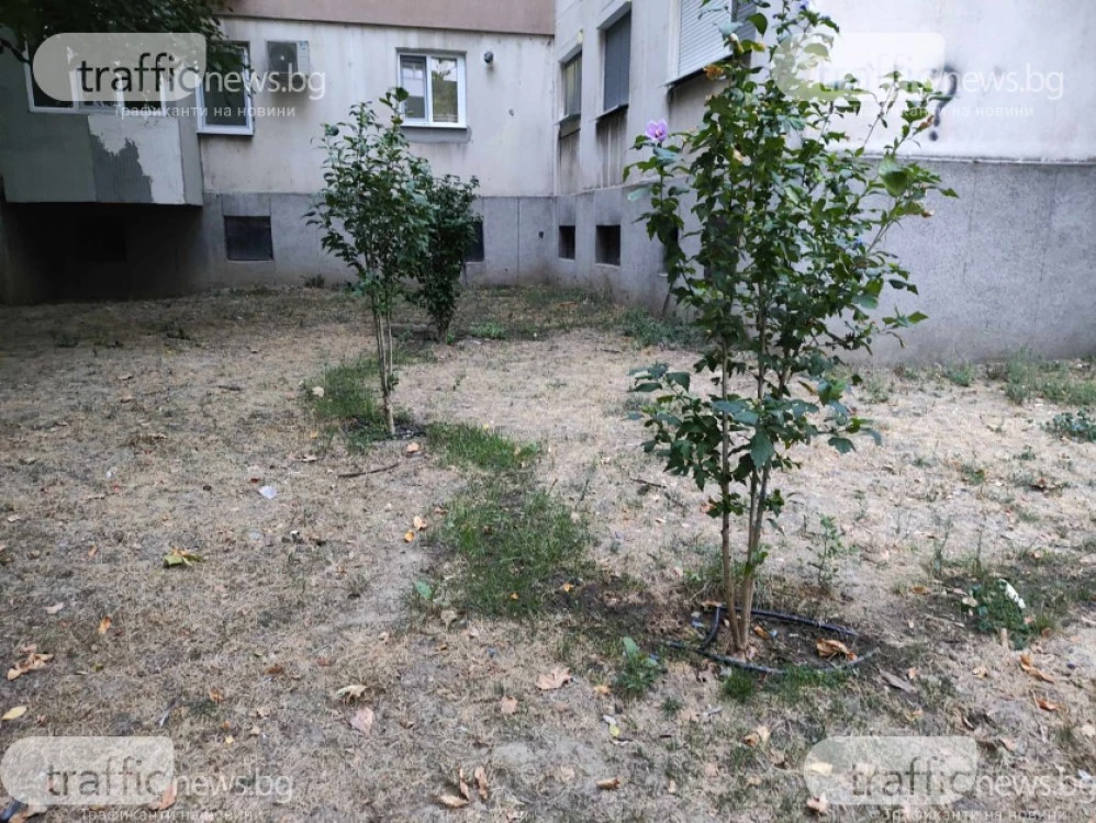 Специалисти с критика към кмета на Пловдив: Озеленяването се прави „на парче