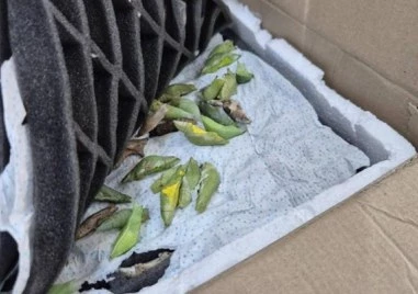 Иззеха 530 какавиди на екзотични пеперуди на „Капитан Андреево