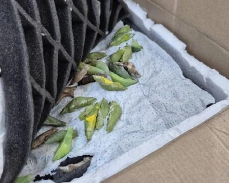 Иззеха 530 какавиди на екзотични пеперуди на „Капитан Андреево