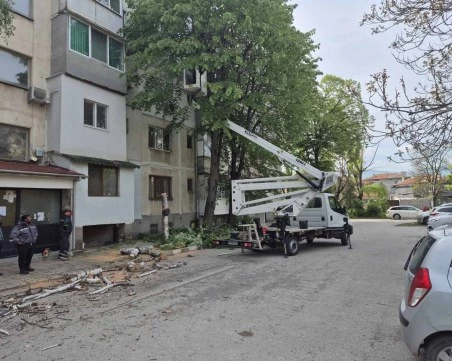 След натиск от жители: 20 опасни дървета падат в Коматево, 