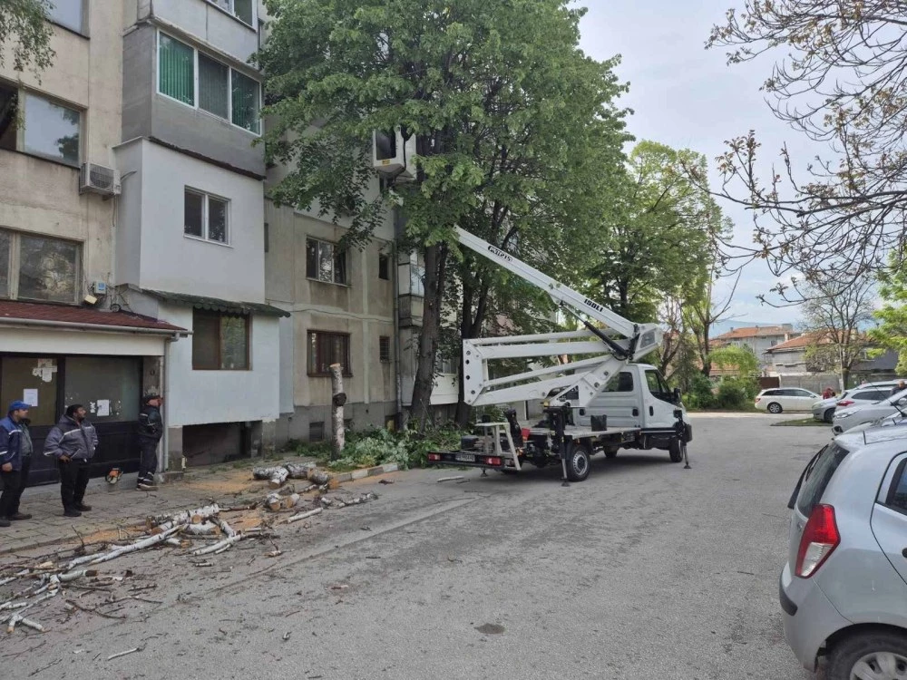 След натиск от жители: 20 опасни дървета падат в Коматево, 