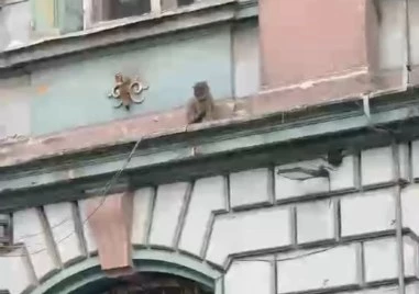 Коте е блокирано на корниза на БНБ на Малката Главна! Има ли кой да помогне?