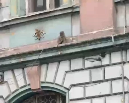 Коте е блокирано на корниза на БНБ на Малката Главна! Има ли кой да помогне?