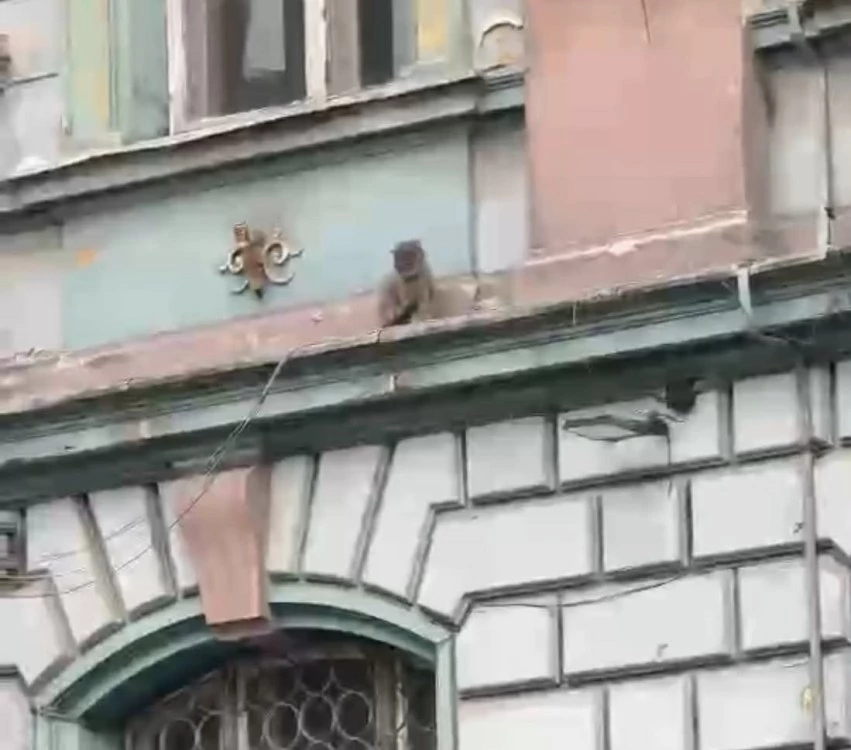 Коте е блокирано на корниз на сградата на Българска народна