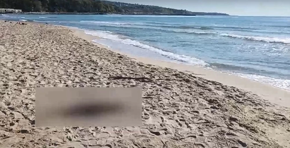 Тела на делфини изплуваха на различни плажове край Варна