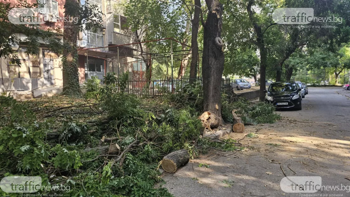 На косъм от нова трагедия: Огромно дърво се стовари върху кола в Пловдив, собственикът осъди Общината