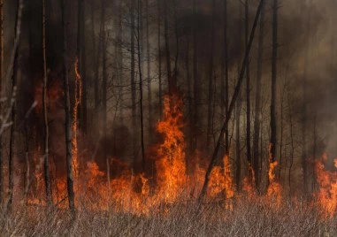 Запали се Чернобил! Горят 1100 хектара гора в радиоактивната зона