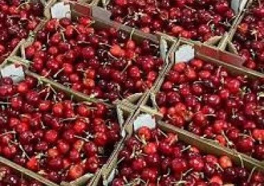 Каква ще е цената на сливите и черешите тази година?