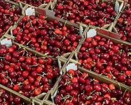 Каква ще е цената на сливите и черешите тази година?