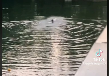 Мъж скочи във водите на Гребната база - за лайкове или опасна игра? ВИДЕО