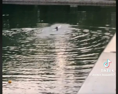 Мъж скочи във водите на Гребната база - за лайкове или опасна игра? ВИДЕО