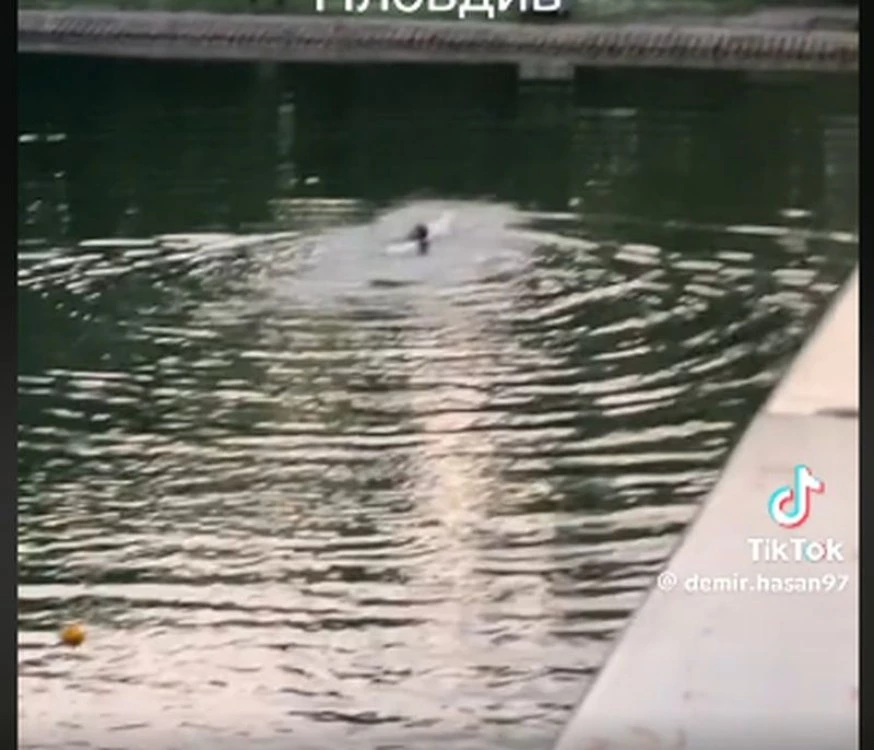 Мъж скочи във водите на Гребната база - за лайкове или опасна игра? ВИДЕО