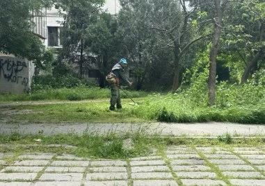 Община Пловдив: Косенето в Пловдив -  7 дни в седмицата от 8:00 до 22:30 ч.