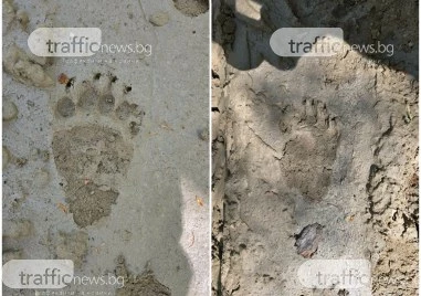 Мечка се разходи до къщи в Дедево