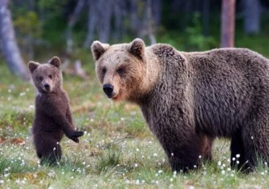 Мечка с малко мече е нападнала туриста, намерен мъртъв на Витоша