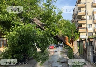 Голямо дърво се стовари на улица в Пловдив