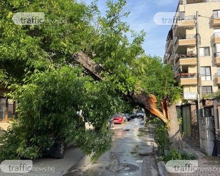 Голямо дърво се стовари на улица в Пловдив