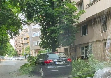 Буря удари Пловдив: Огромен клон падна върху автомобил в движение