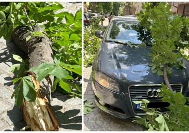 Жената, върху чийто автомобил падна изгнил клон: Бях в шок, а сега съм без кола - ще съдя общината