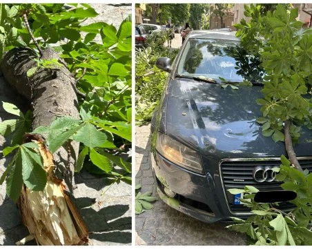 Жената, върху чийто автомобил падна изгнил клон: Бях в шок, а сега съм без кола - ще съдя общината