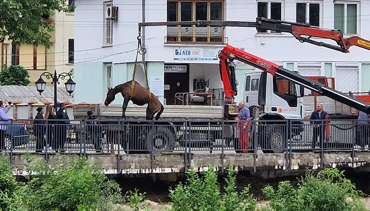 Спасиха два бедстващи коня от придошлите води на река Бели Вит