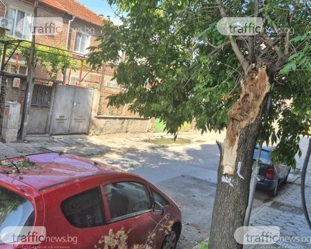 Дежавю на пловдивска улица: Не за първи път дърво се стоварва върху автомобил, хората настояват за спешни мерки СНИМКИ