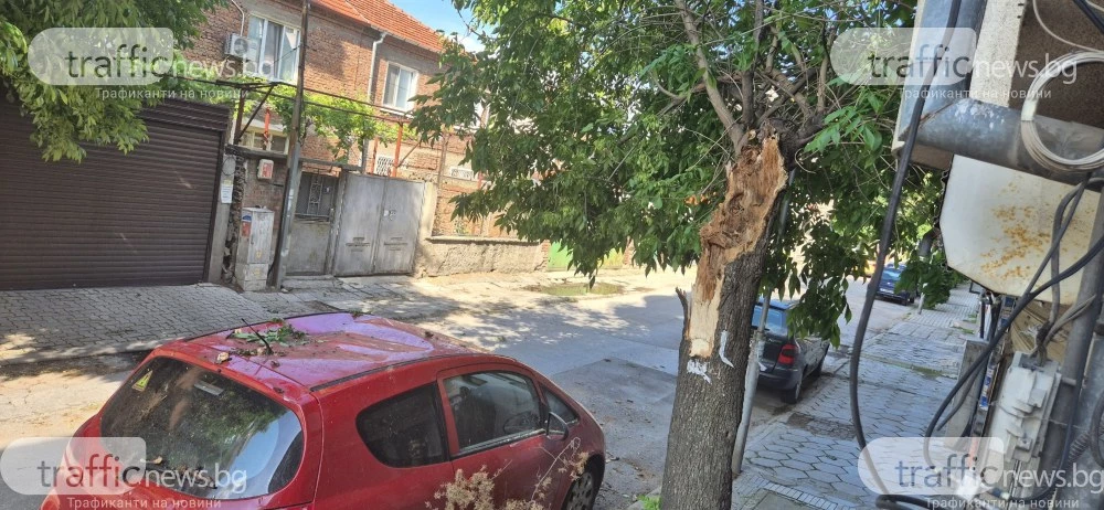 Дежавю на пловдивска улица: Не за първи път дърво се стоварва върху автомобил, хората настояват за спешни мерки СНИМКИ