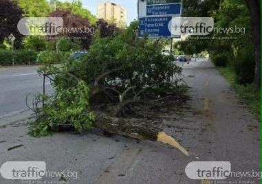 Огромен клон падна върху тротоар и велоалея в Пловдив, деца се разминаха на косъм от трагедия СНИМКИ
