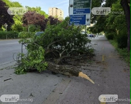 Огромен клон падна върху тротоар и велоалея в Пловдив, деца се разминаха на косъм от трагедия СНИМКИ