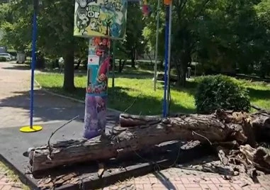 Дървото падна от нищото, разлетяха се стършели - шокът на майката, чието дете се размина на косъм от трагедия в Чирпан