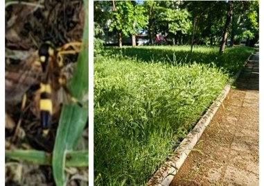 Инвазия на земни оси в Пловдив – паркове и зелени площи пълни с тях