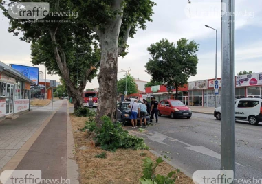 Клон смаза кола в движение в Пловдив, съдът обвини общината в бездействие към зелената система