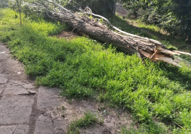Дежа вю! Топола се стовари върху алеята на бул. „Марица-Север
