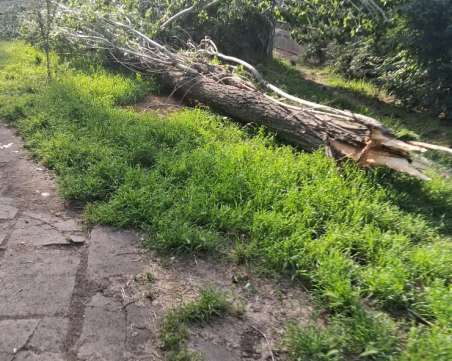Дежа вю! Топола се стовари върху алеята на бул. „Марица-Север