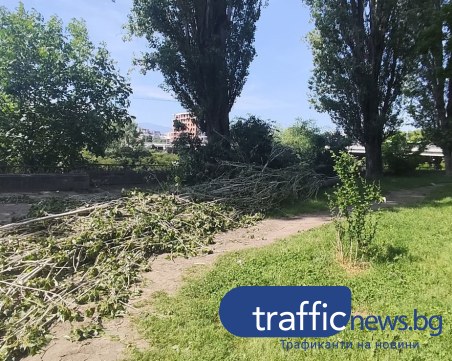 Дежа вю! Топола се стовари върху алеята на бул. „Марица-Север