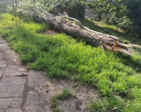 Дежа вю! Топола се стовари върху алеята на бул. „Марица-Север