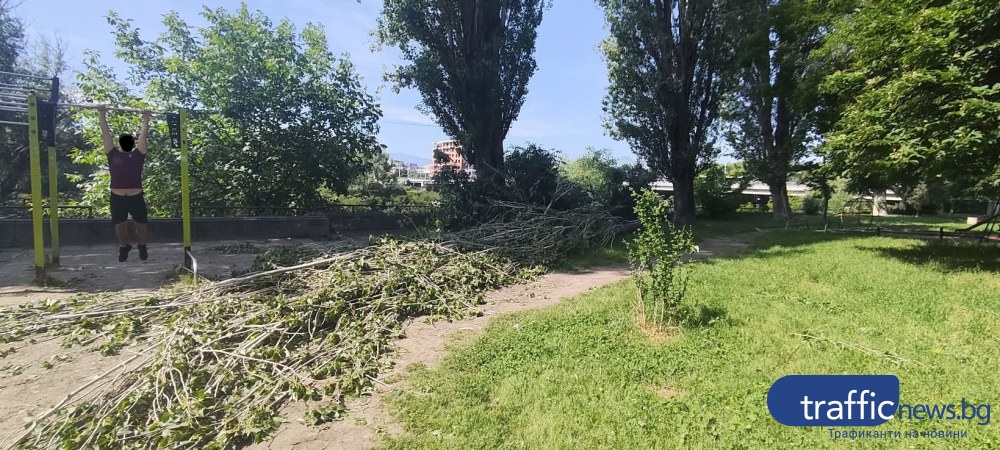 Дежа вю! Топола се стовари върху алеята на бул. „Марица-Север