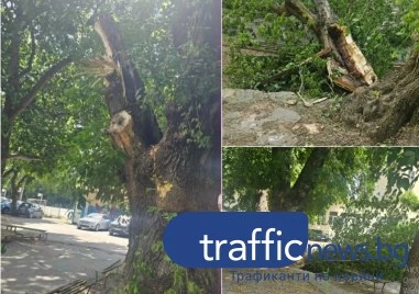 Дърво се разцепи и рухна в двора на Хуманитарната гимназия, чакало да бъде премахнато