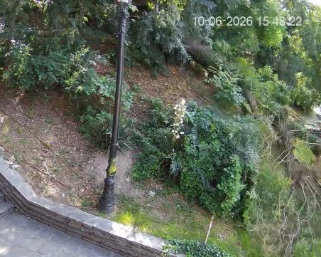 Стряскащи кадри показаха как цяло дърво рухва в подножието на Небет тепе ВИДЕО