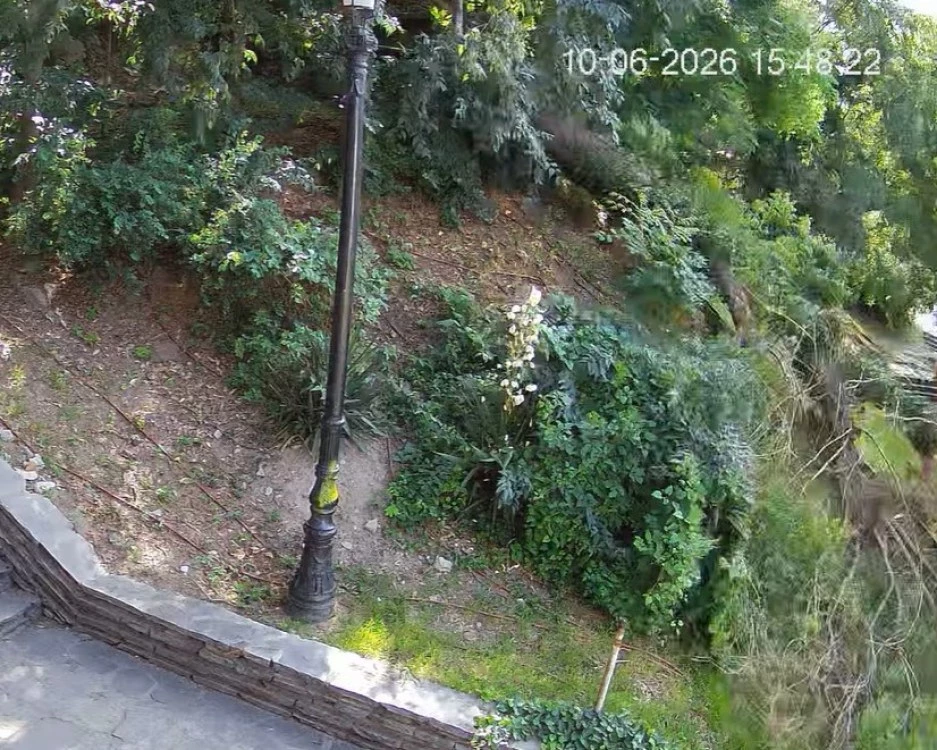 Стряскащи кадри показаха как цяло дърво рухва в подножието на Небет тепе ВИДЕО