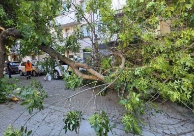 Клон падна върху лек автомобил в центъра на Пловдив