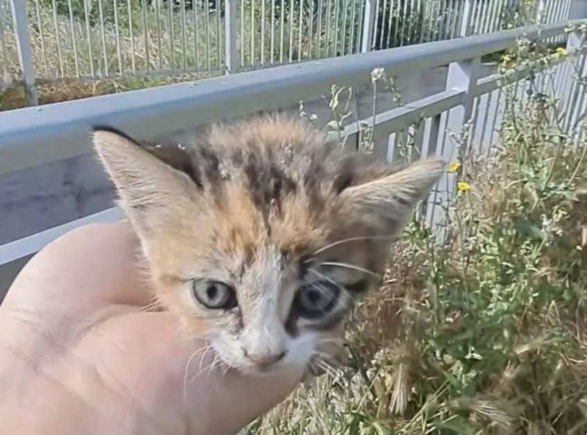 Млад мъж спаси коте, изхвърлено в дере в Карлово