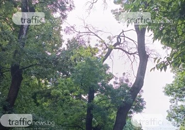 Изсъхнал клон надвиснал над детска площадка в Пловдив предизвика тревога сред